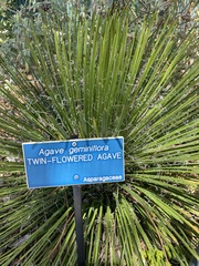Agave geminiflora