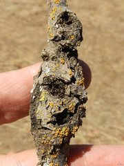 Andricus chrysolepidicola