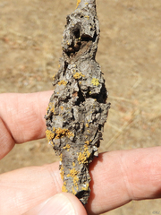 Andricus chrysolepidicola