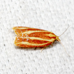 Sparganothis tristriata