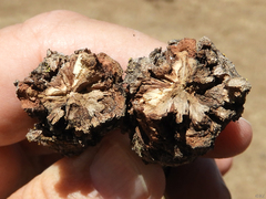 Andricus chrysolepidicola