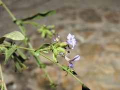 Plumbago europaea