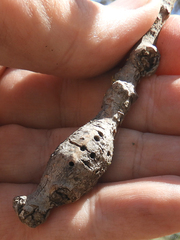 Andricus chrysolepidicola