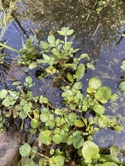 Nasturtium officinale