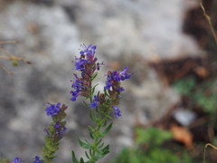Hyssopus officinalis