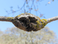 Andricus chrysolepidicola