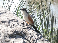 Centropus superciliosus burchellii