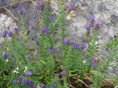 Hyssopus officinalis