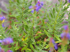 Hyssopus officinalis