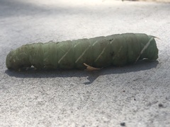 Pachysphinx occidentalis