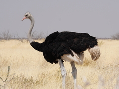 Struthio camelus australis