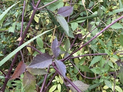 Bidens frondosa