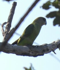 Poicephalus cryptoxanthus
