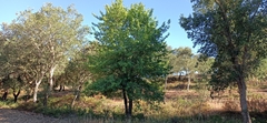 Pyrus bourgaeana