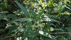 Symphytum officinale