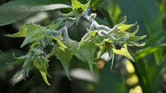 Symphytum officinale