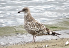 Larus californicus