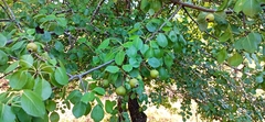 Pyrus bourgaeana