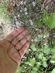 Petrorhagia saxifraga