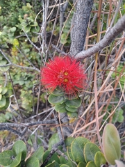 Metrosideros polymorpha