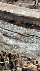 Xylobolus frustulatus