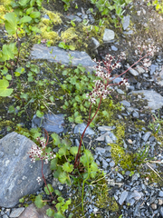 Micranthes nelsoniana