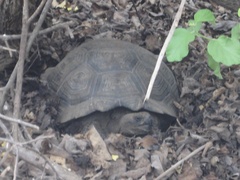 Chelonoidis niger