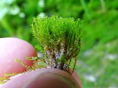 Bryoerythrophyllum recurvirostrum