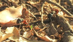 Camponotus cruentatus