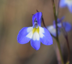 Lobelia erinus