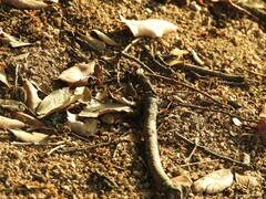 Camponotus cruentatus