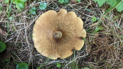 Paxillus rubicundulus