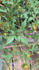 Bidens frondosa