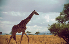 Giraffa camelopardalis tippelskirchi