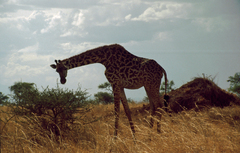 Giraffa camelopardalis tippelskirchi