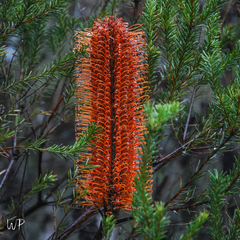 Banksia ericifolia