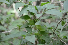 Physalis campechiana