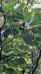 Alnus glutinosa