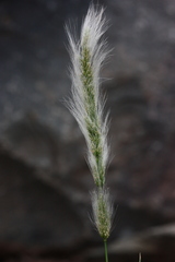 Polypogon tenuis
