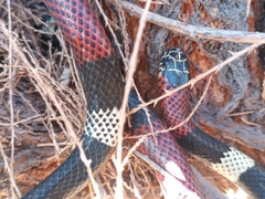 Micrurus pyrrhocryptus