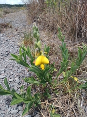 Crotalaria spectabilis