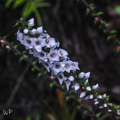 Epacris microphylla