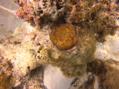 Culcita novaeguineae