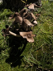 Coprinopsis atramentaria