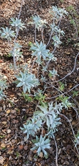Salvia apiana