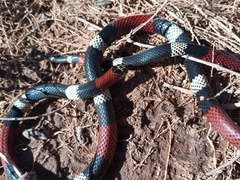 Micrurus pyrrhocryptus