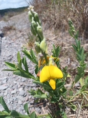 Crotalaria spectabilis