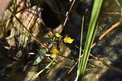 Utricularia macrorhiza
