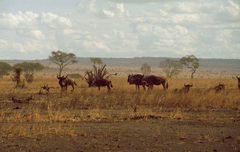 Connochaetes taurinus albojubatus