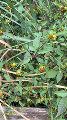 Bidens frondosa